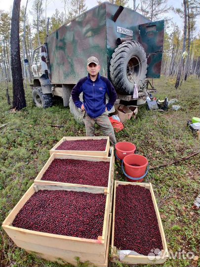 Брусника ягода