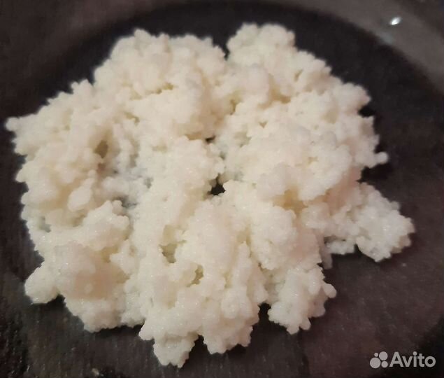 Кефирный гриб