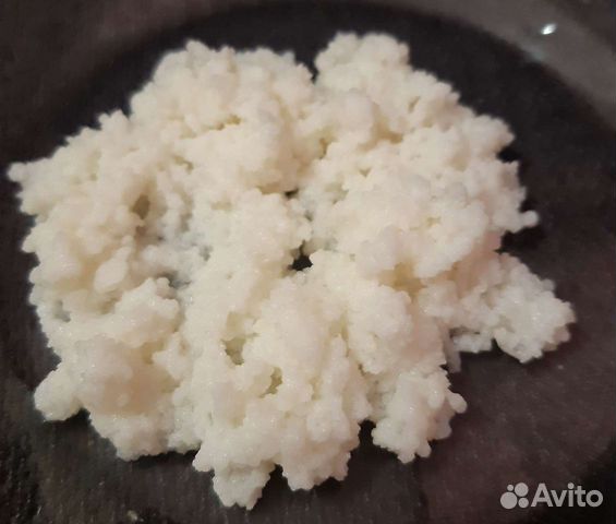 Кефирный гриб