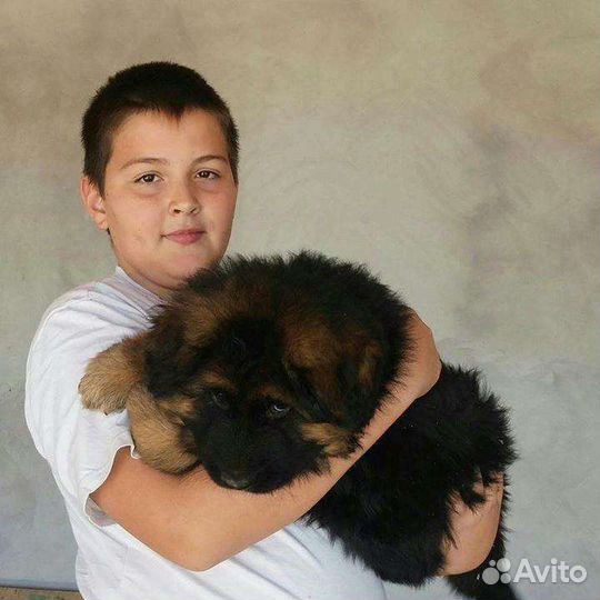 Щенки из питомника Софтнесс флинт