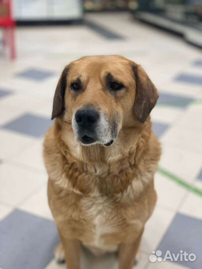 Добрейший пес ищет дом