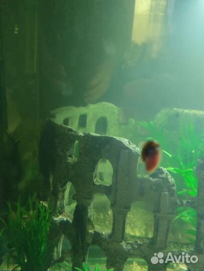 Улитки аквариумные катушки