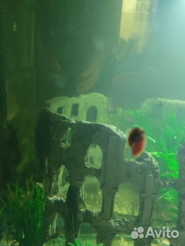 Улитки аквариумные катушки