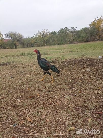 Карец февральский