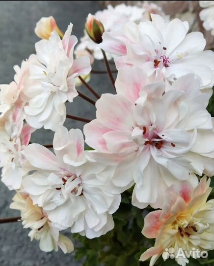 Пеларгония герань сортовая