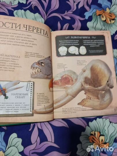 Книги детские энциклопедии динозавры, черепа