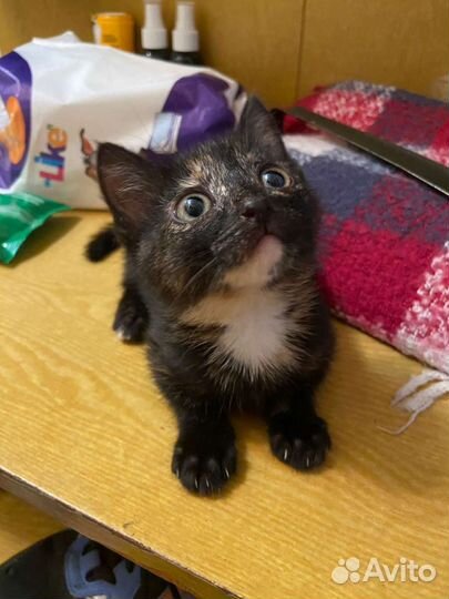 Котенок в добрые руки