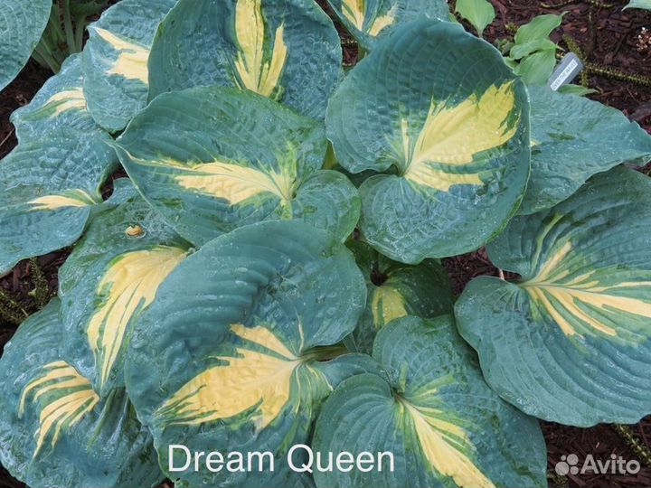 Хосты сортовые