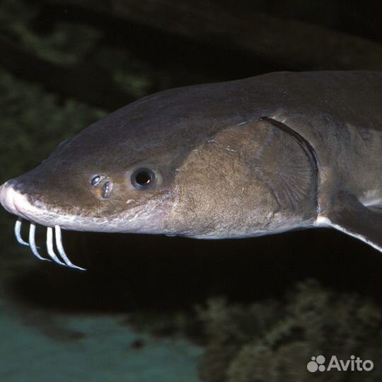 Свежая рыба оптом