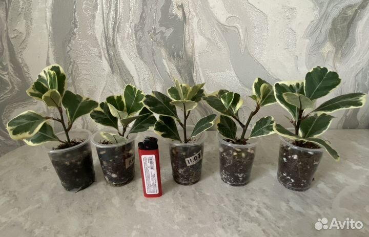 Фикус триангулярис