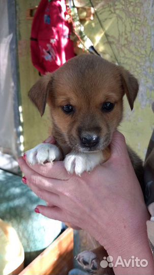 В добрые руки