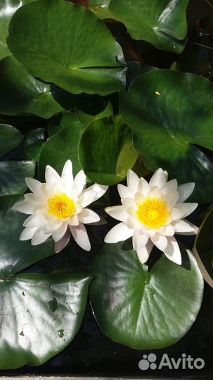 Кувшинки для пруда