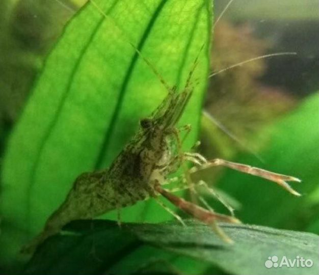 Креветки макробрахиум