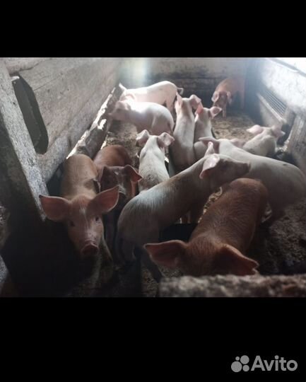 Поросенок ландрас и дюрок