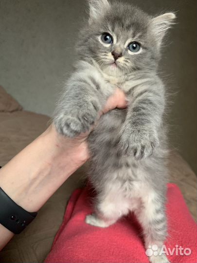 Котята в добрые руки даром