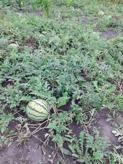 Участок 50 сот. (ИЖС)