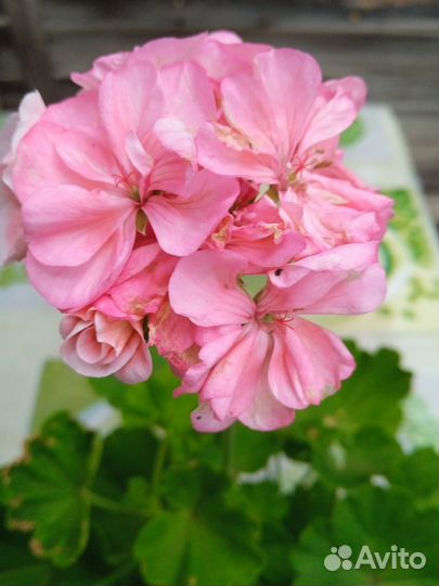 Пеларгония герань