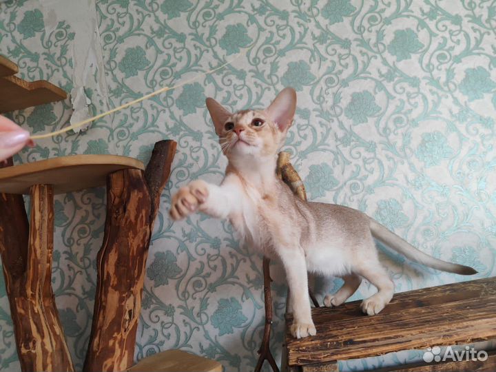 Абиссинский котёнок редкого окраса