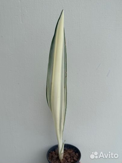 Сансивиерия бьюти квин