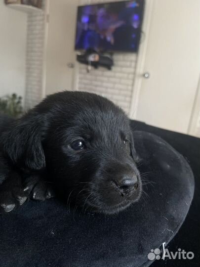 Щенки лабрадора