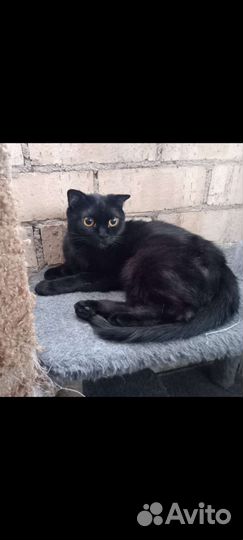Котенок кошечка