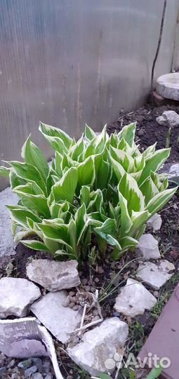 Многолетние цветы. Много