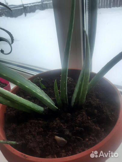 Алоэ вера лечебный