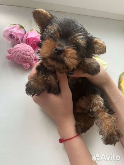 Йоркширский терьер мини