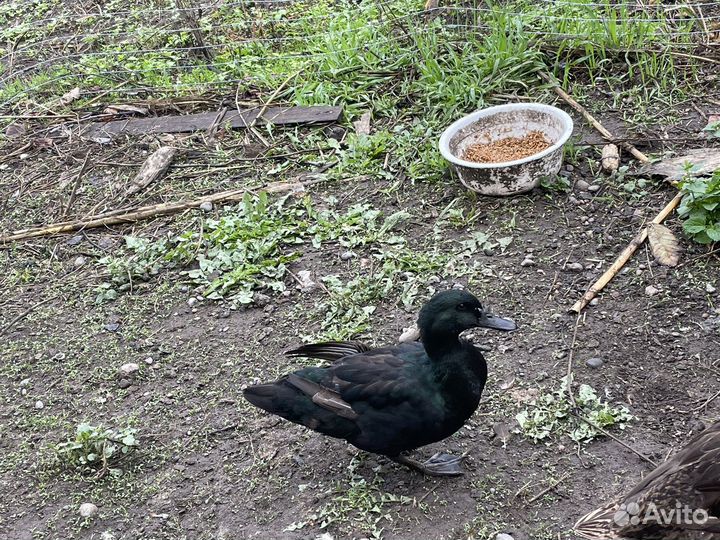 Изумрудная утка