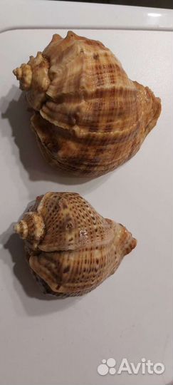 Рапан здоровый черноморский