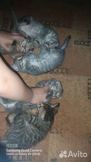 Шотландские