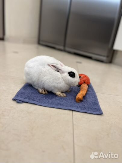 Карликовый кролик хотот