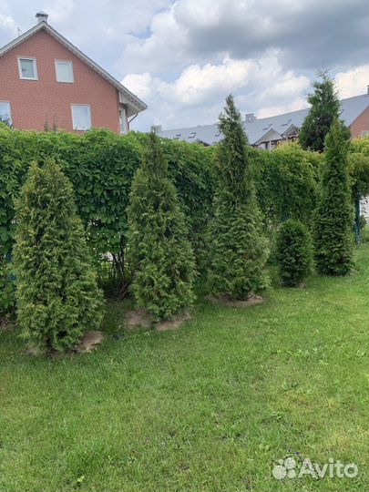 Туя смарагд