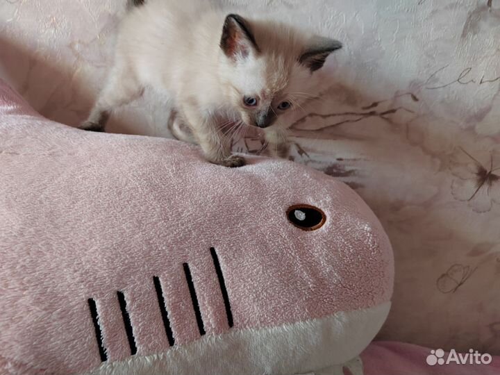 Котёнок (мальчик)