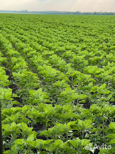 Семена подсолнечника гибриды оптом