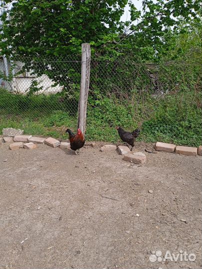 Петухи