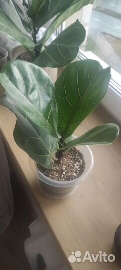 Фикус лировидный лирата колумнарис