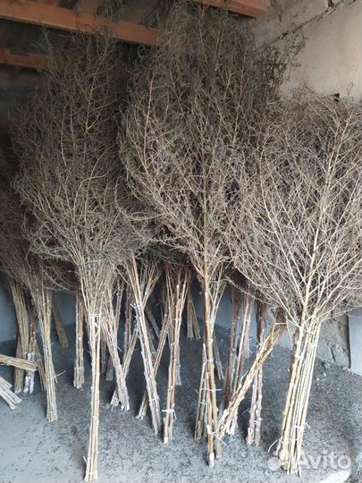 Метла для двора