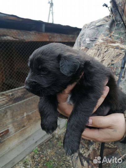 Щенки хаски