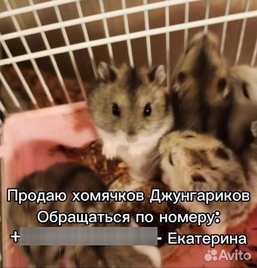 Хомяки джунгарики