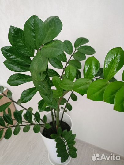 Замиокулькас. Долларовое дерево