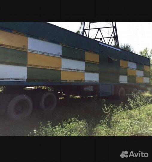 Пчелопавельон пчёлы