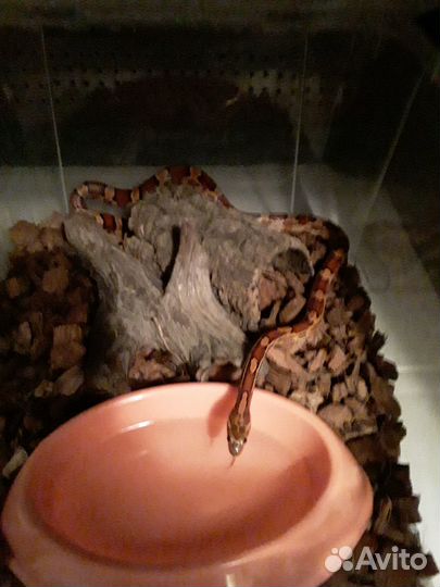 Маисовый полоз