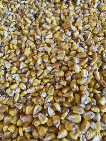 Кукуруза зерно