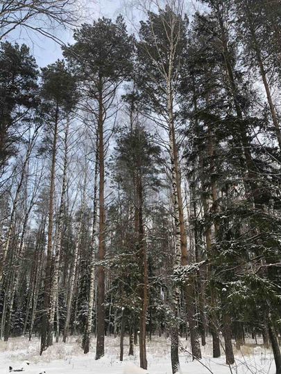 Участок 14,3 сот. (ИЖС)