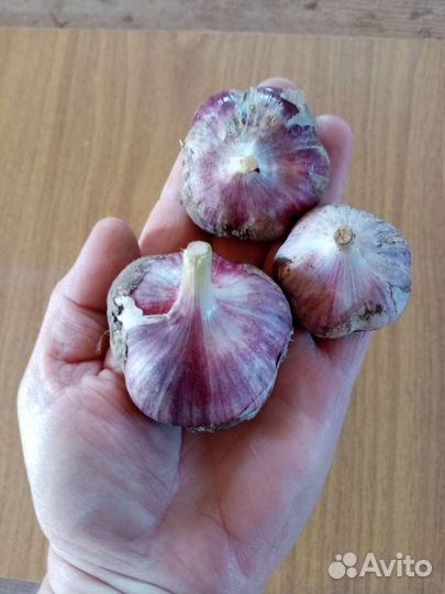 Чеснок зимний. зверобой