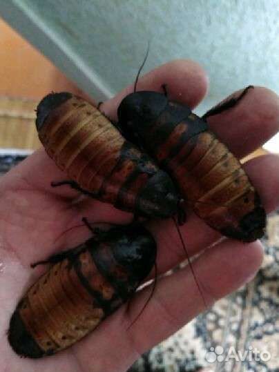 Мадагаскарский Таракан