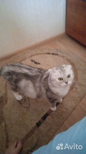 Кошка