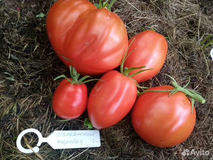 Семена томатов коллекционные