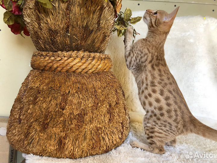 Красивейший котик Оцикет